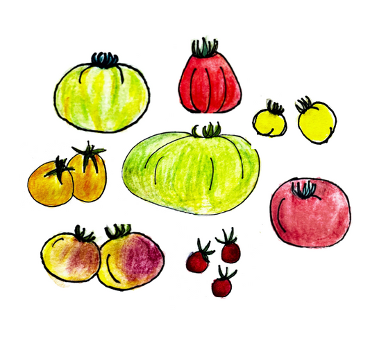 Steph’s Tomato plants
