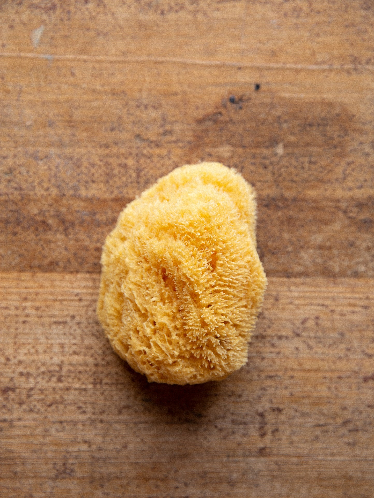 Mediterranean Sea Sponge