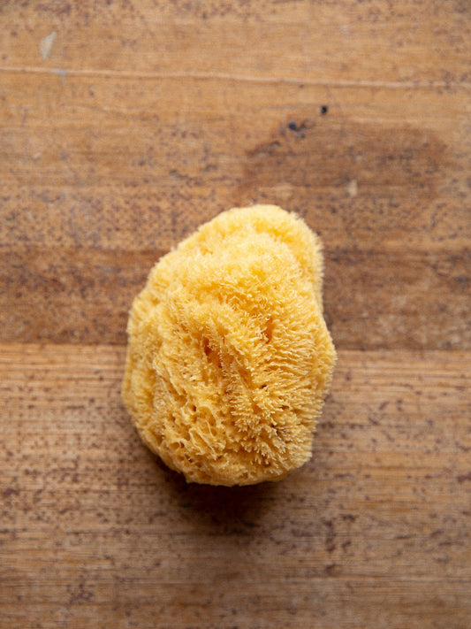 Mediterranean Sea Sponge
