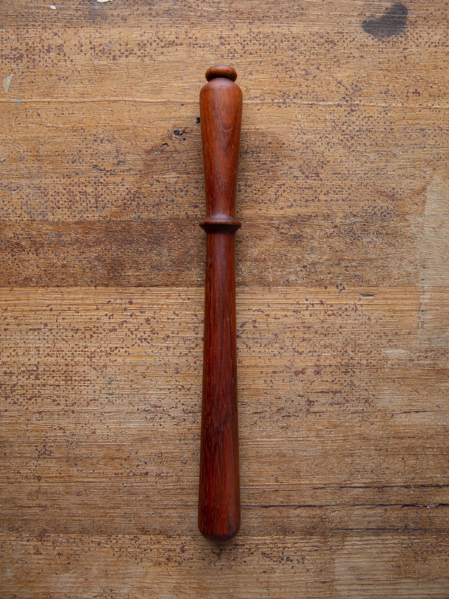 Tasmanian Timber Spurtle