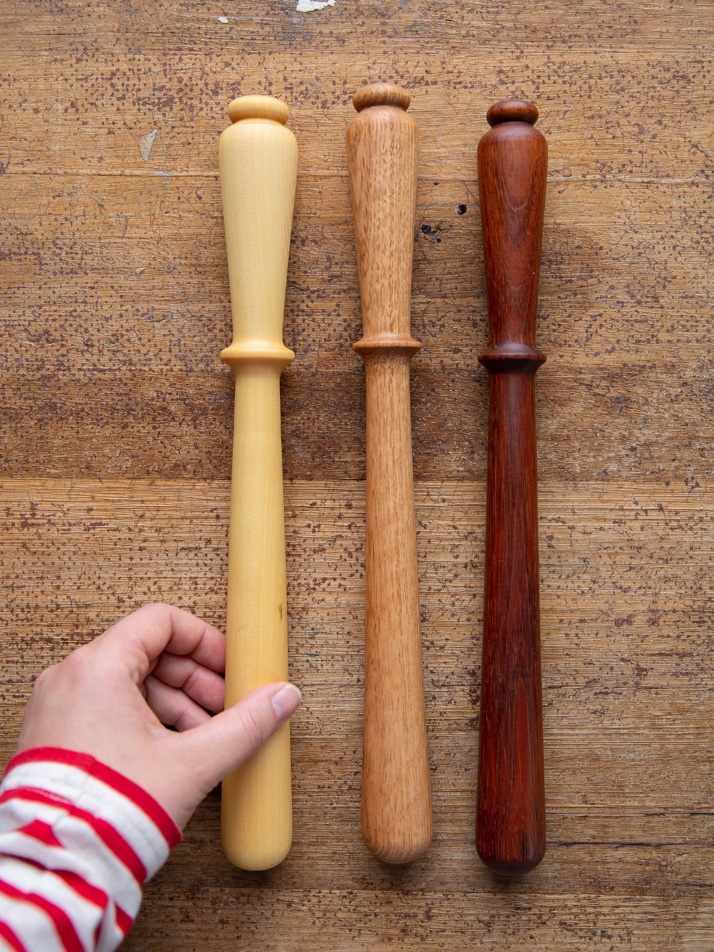 Tasmanian Timber Spurtle